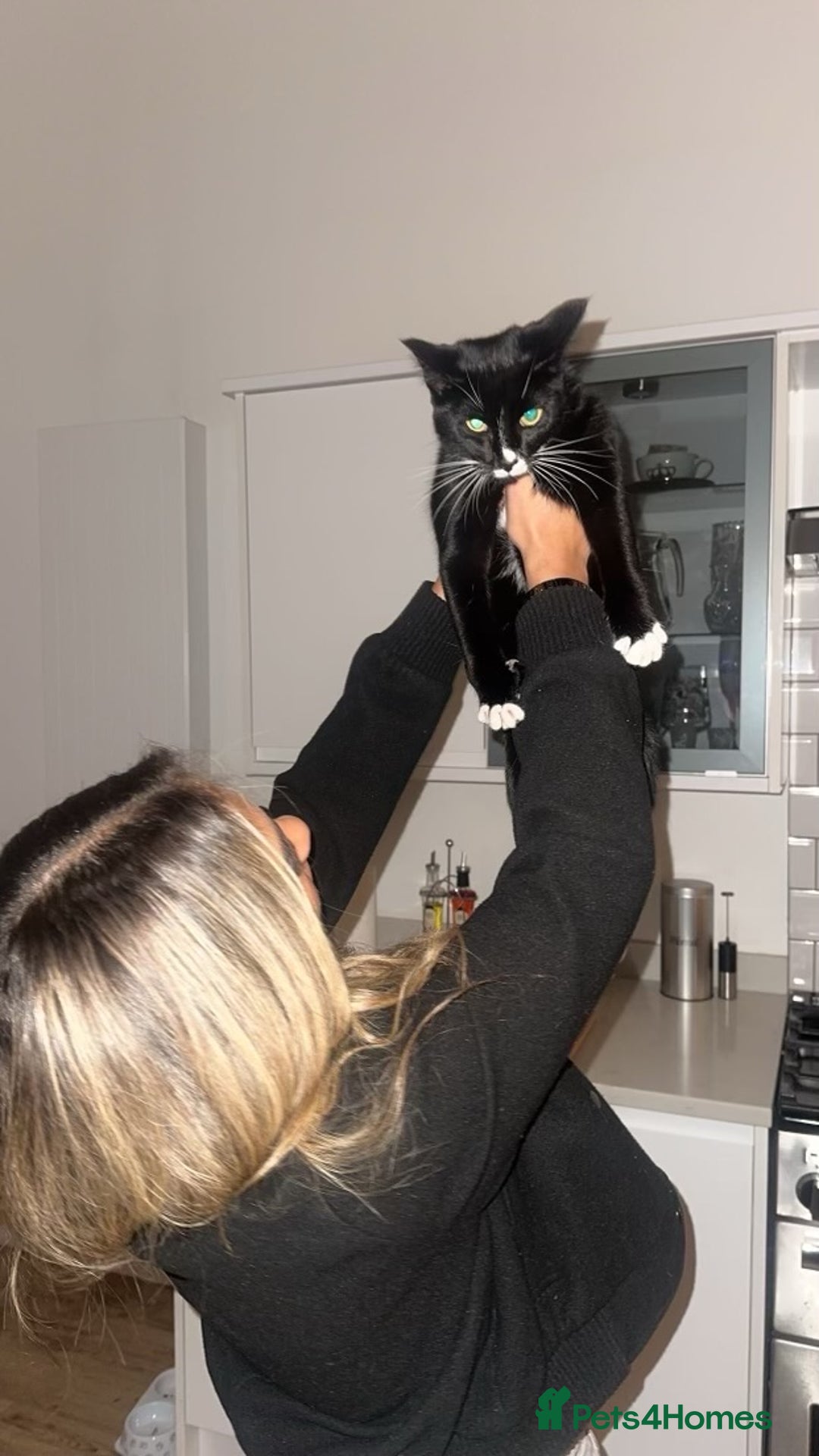 European cats for sale: Black and white female kitten / young cat  - Image 4