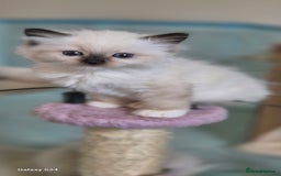 Ragdoll cats for sale: 4 Precious tica Ragdoll girls - Image 24