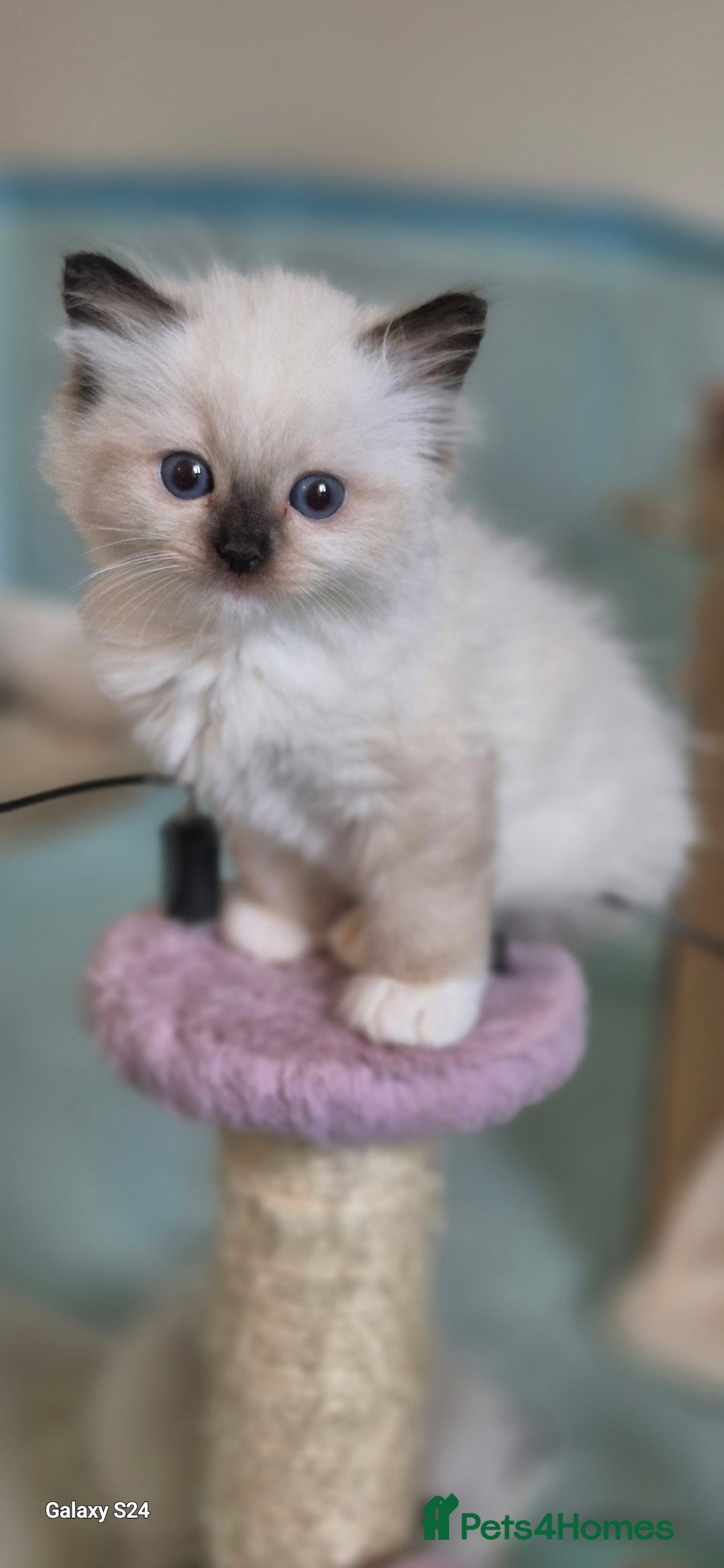 Ragdoll cats for sale: 4 Precious tica Ragdoll girls - Image 24