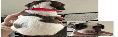 English Springer Spaniel Puppy 10 - sold