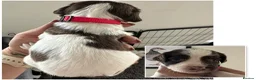 English Springer Spaniel dogs for sale: KC registered 2 L&W boy springer pups left - Advert 16