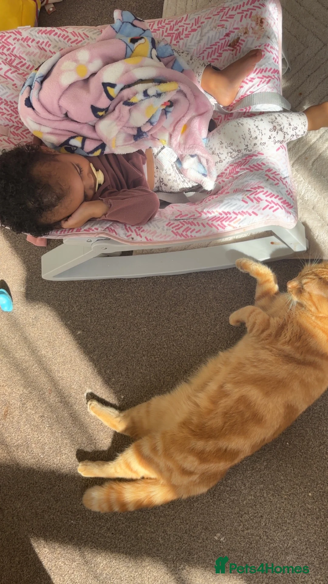British Shorthair cats for sale: 4 year old ginger male cat - Advert 5