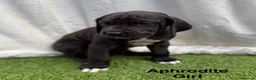 Great Dane dogs for sale: Chunky Great Dane puppies  - Advert 10