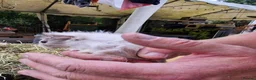Guinea Pig rodents for sale: Baby guineapigs mixed sex in Canterbury - Advert 4