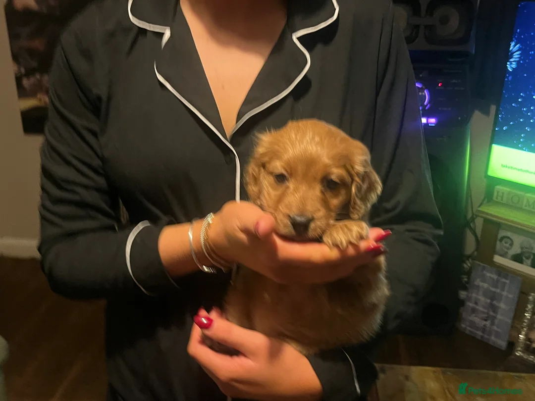 Cockapoo dogs for sale: female cockapoo  - Advert 5