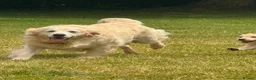 Golden Retriever dogs for sale: PUREBRED GOLDEN RETRIEVER PUPPIES – KC REGISTERED in Stamford - Advert 11