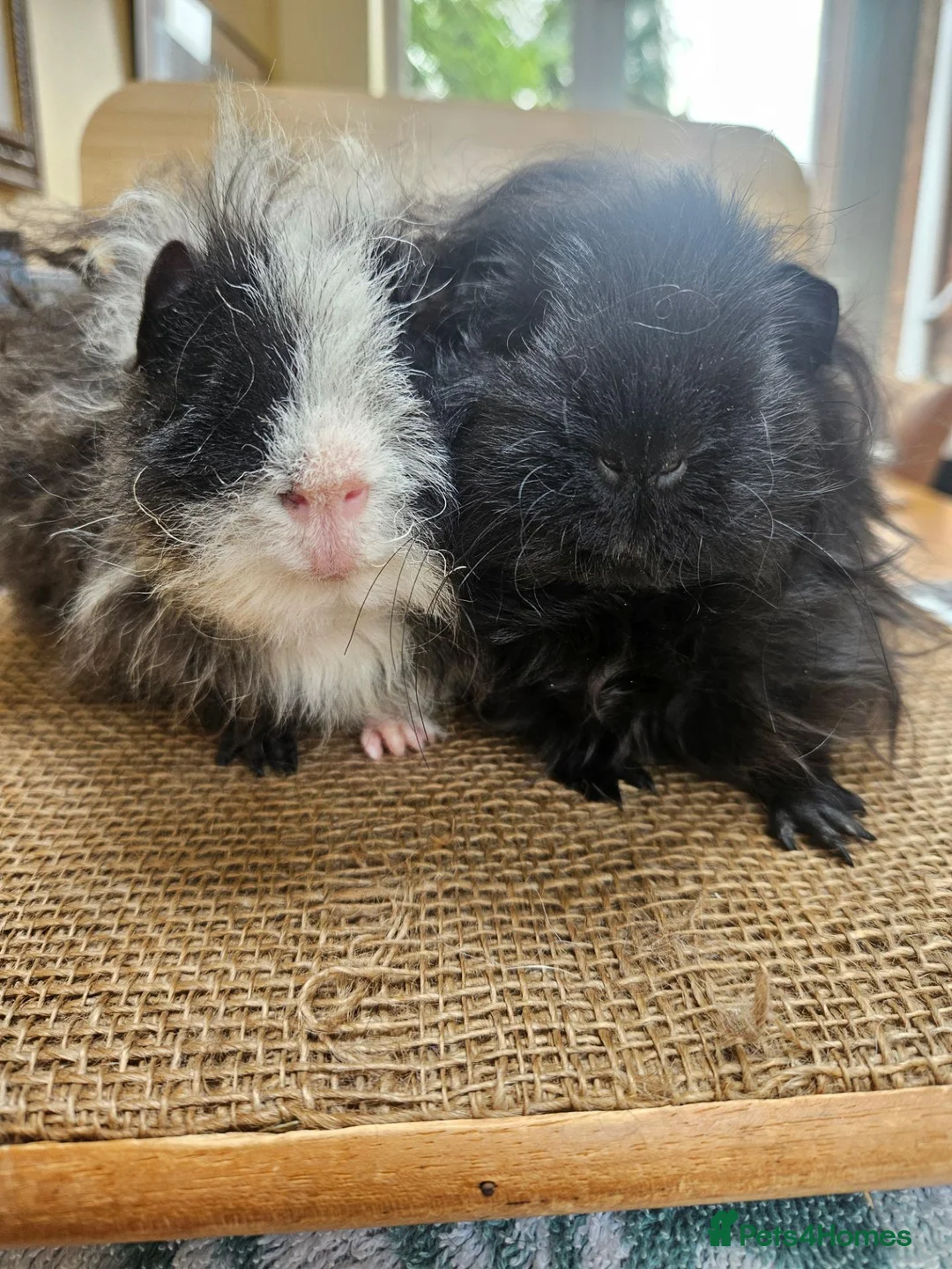 Guinea Pig rodents for sale: Pair of Male guinea pigs  - Advert 1