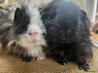 Guinea Pig rodents Pair of Male guinea pigs - Advert 1