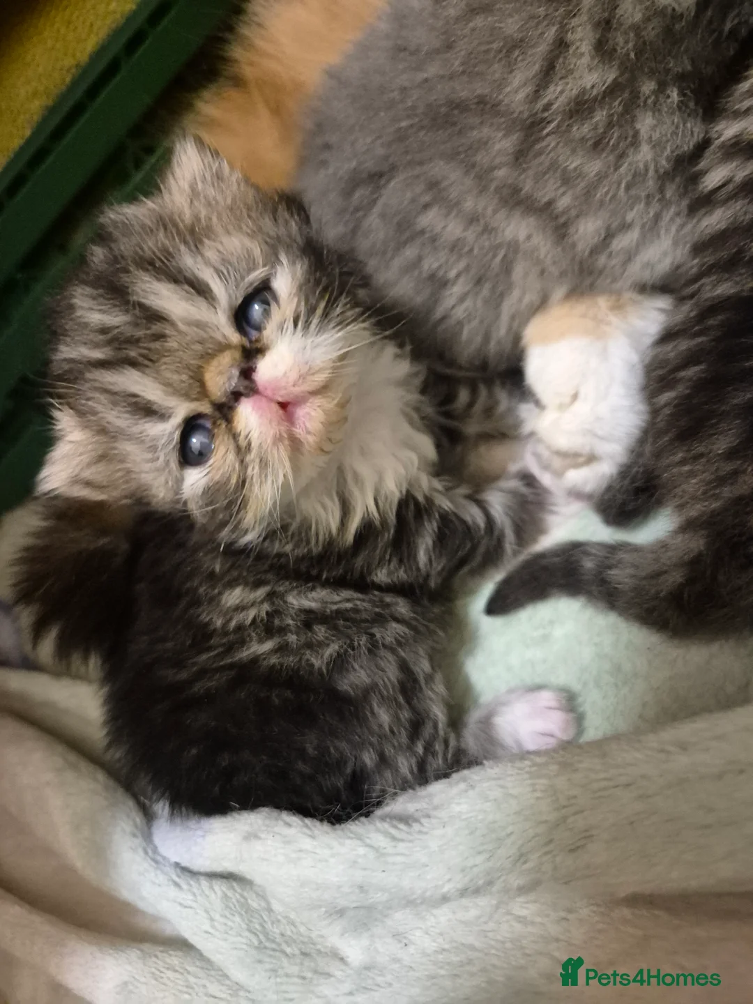 Persian cats for sale: Persian and exotics kittens  - Advert 2