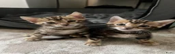 Bengal cats for sale: 🐾 Beautiful Bengal Kittens 🐾 - Advert 23