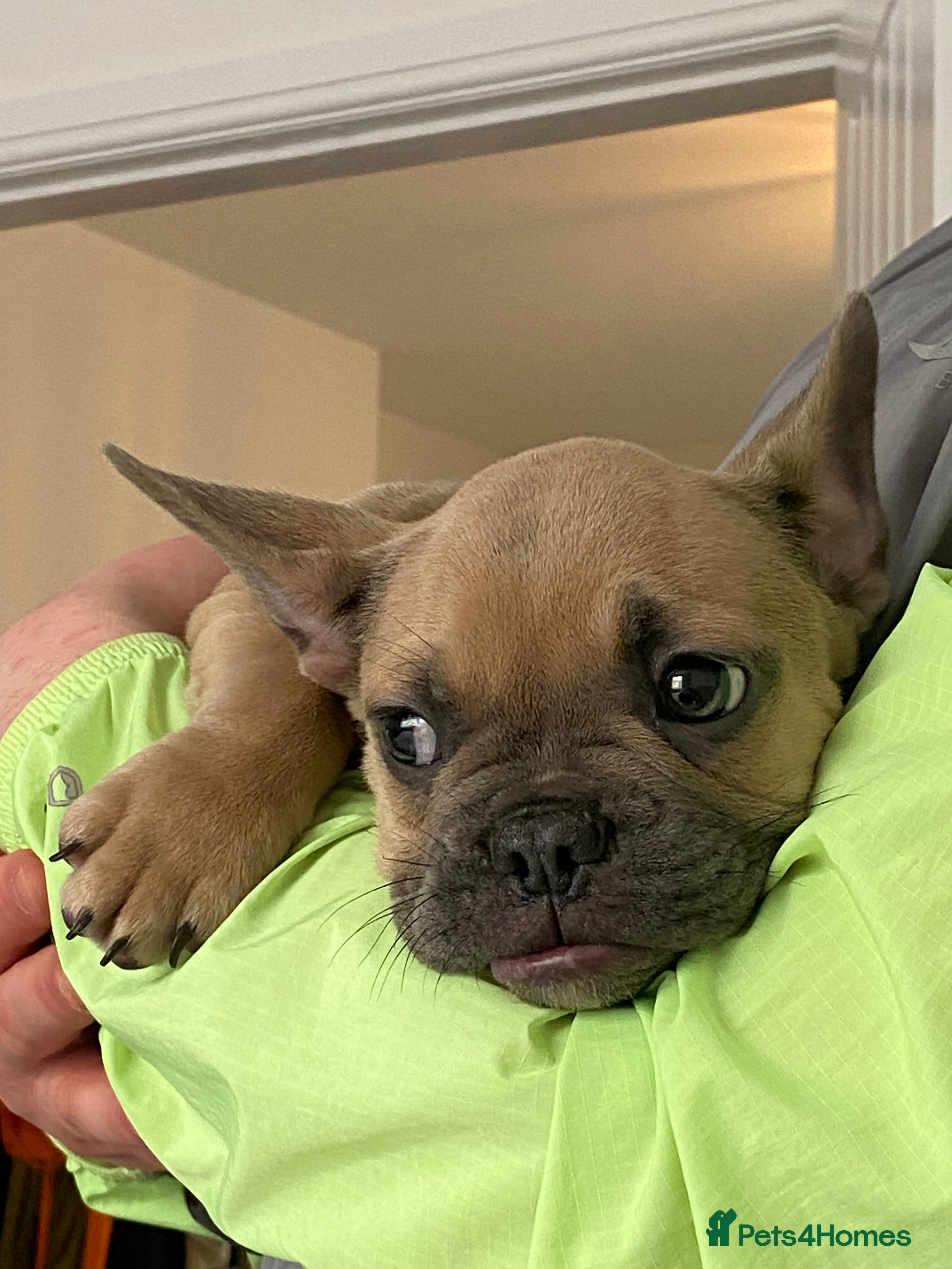 French Bulldog dogs French bulldog puppy - Advert 3