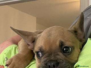 French Bulldog dogs French bulldog puppy - Advert 3