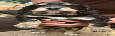Bocker 4