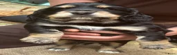 Bocker dogs for sale: 4 lovely boys available  - Advert 8