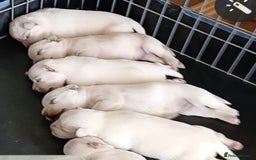Miniature Schnauzer dogs for stud: *mini white kennel club schnauzer stud**HEALTH * in Upminster - Image 5