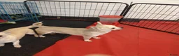 Chihuahua dogs for sale: Male Chihuahua puppy - Advert 2
