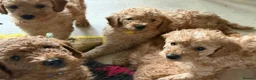 Mini Goldendoodle dogs for sale: Adorable Goldendoodles Looking for a Loving Family - Advert 9
