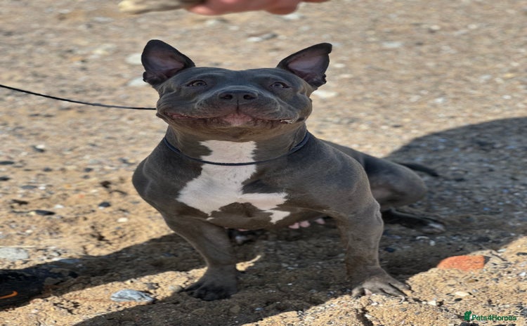 Mixed Breed dogs - Advert 1