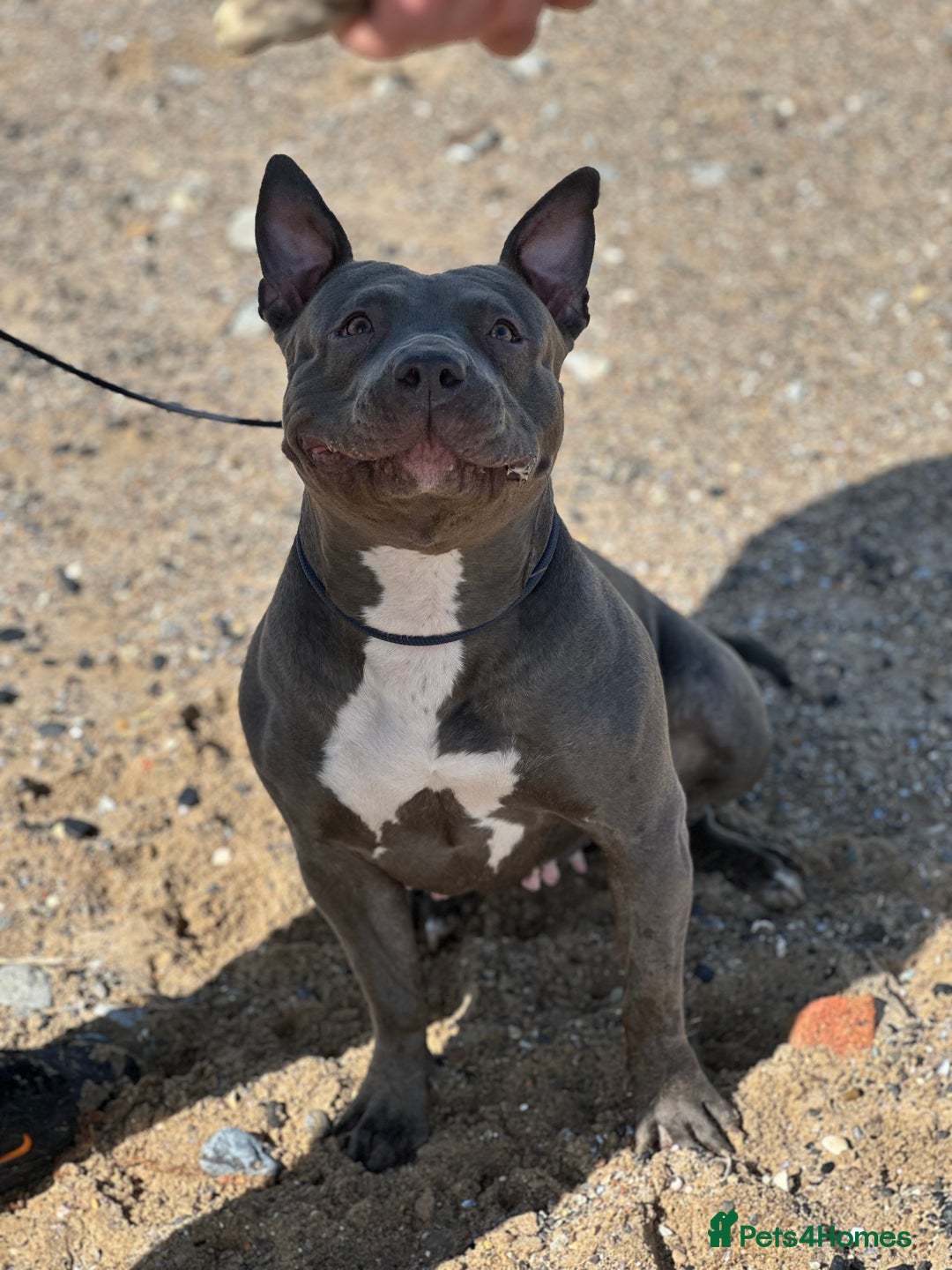 Mixed Breed dogs for sale: Beautiful Staffie cross  - Image 1