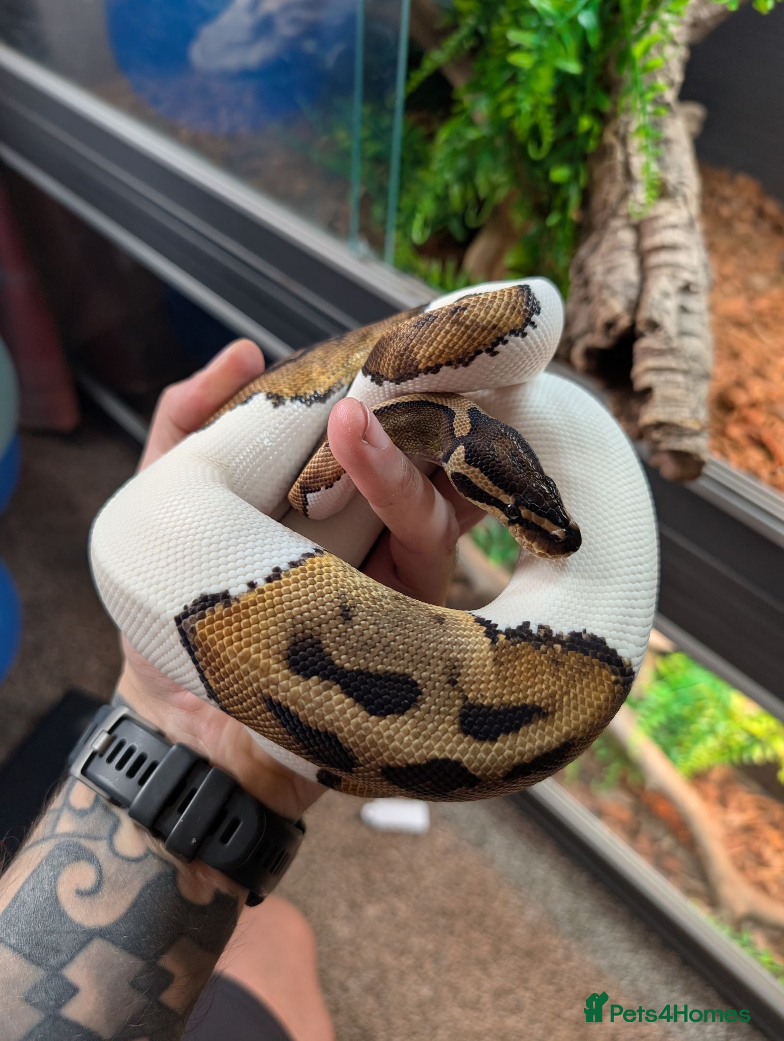 Python Snake reptiles Pied Royal/Ball Python - Advert 1