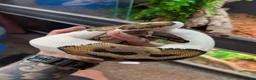 Python Snake reptiles for sale: Pied Royal/Ball Python - Advert 1