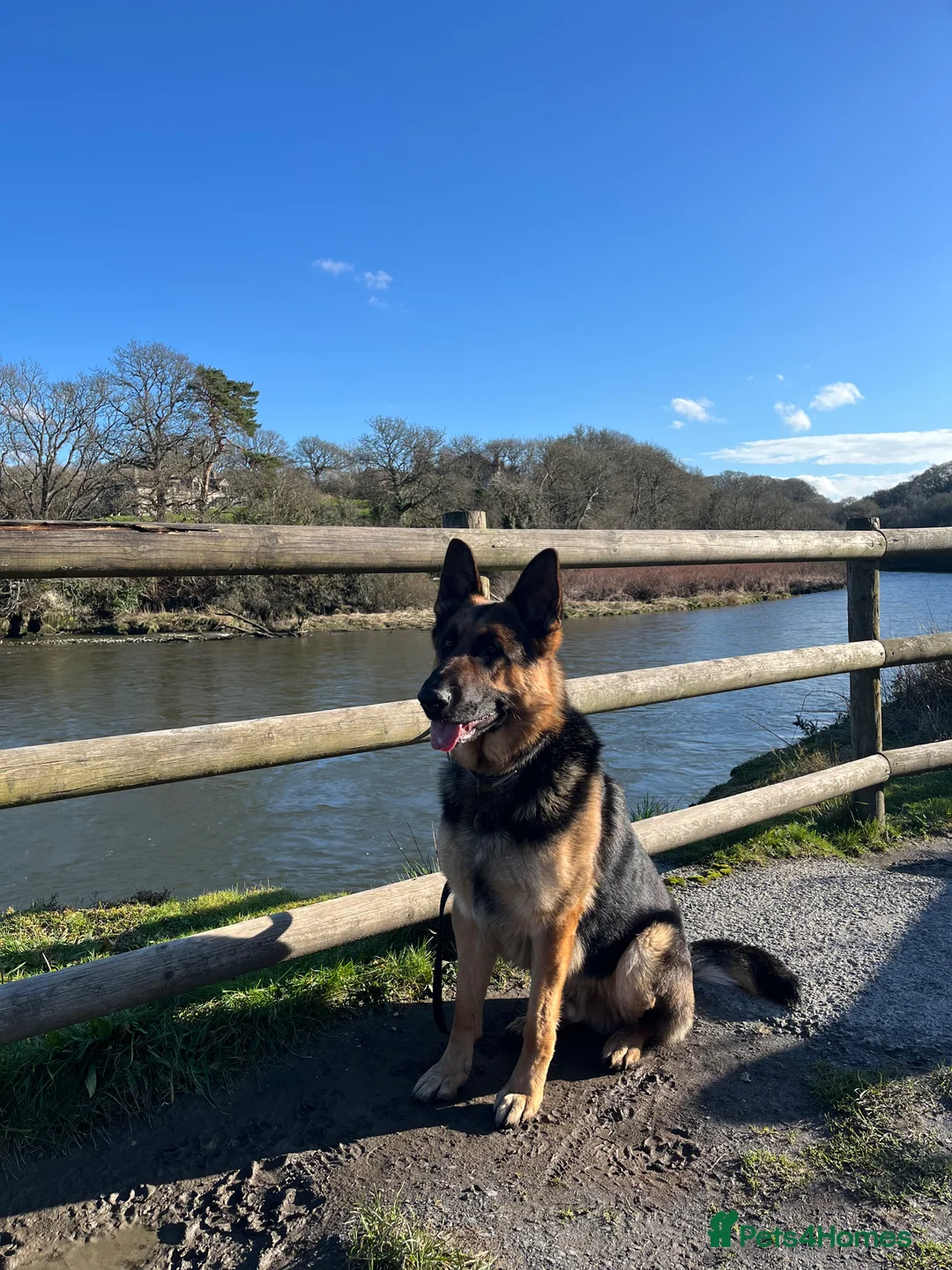 German Shepherd dogs for stud: KC Reg German Shepherd Proven Stud in Welshpool - Advert 3