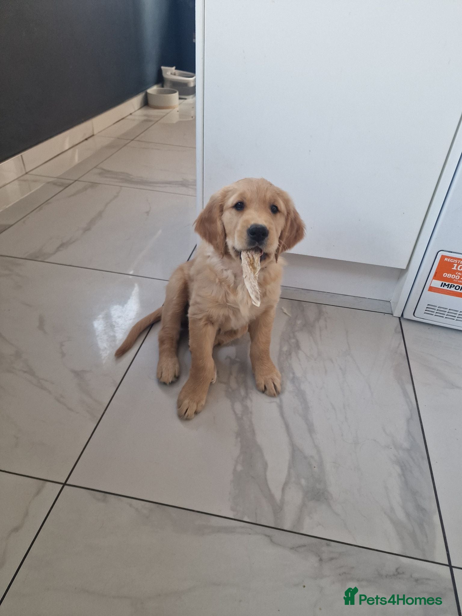 Golden Retriever dogs Stunning dark golden retriever puppies for sale - Advert 2