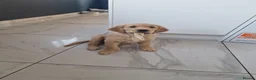 Golden Retriever dogs for sale: Stunning dark golden retriever puppies for sale - Advert 9