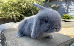 Mini Lop rabbits for sale: Mini lops ready to reserve  - Image 1
