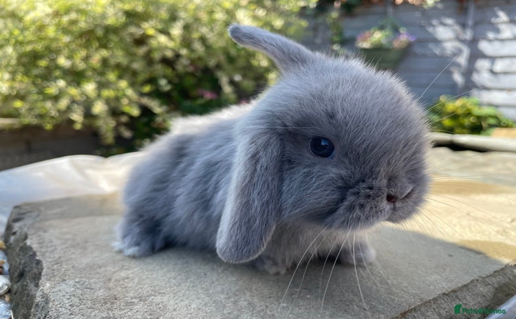Mini Lop rabbits - Advert 3
