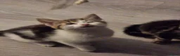 Mixed Breed cats for sale: Beautiful kitties  - Advert 8