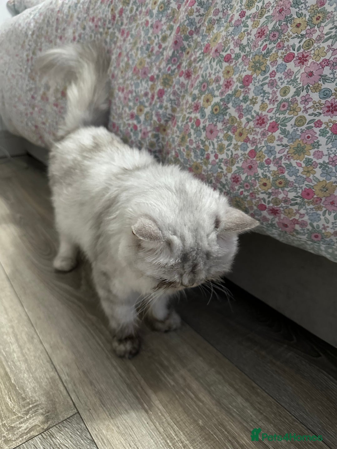Persian cats for sale: Beautiful Chinchilla Persian Cat (3 Years Old) - Image 5