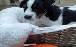 Parson Russell dogs for sale: Male Parson Russell  - Image 5