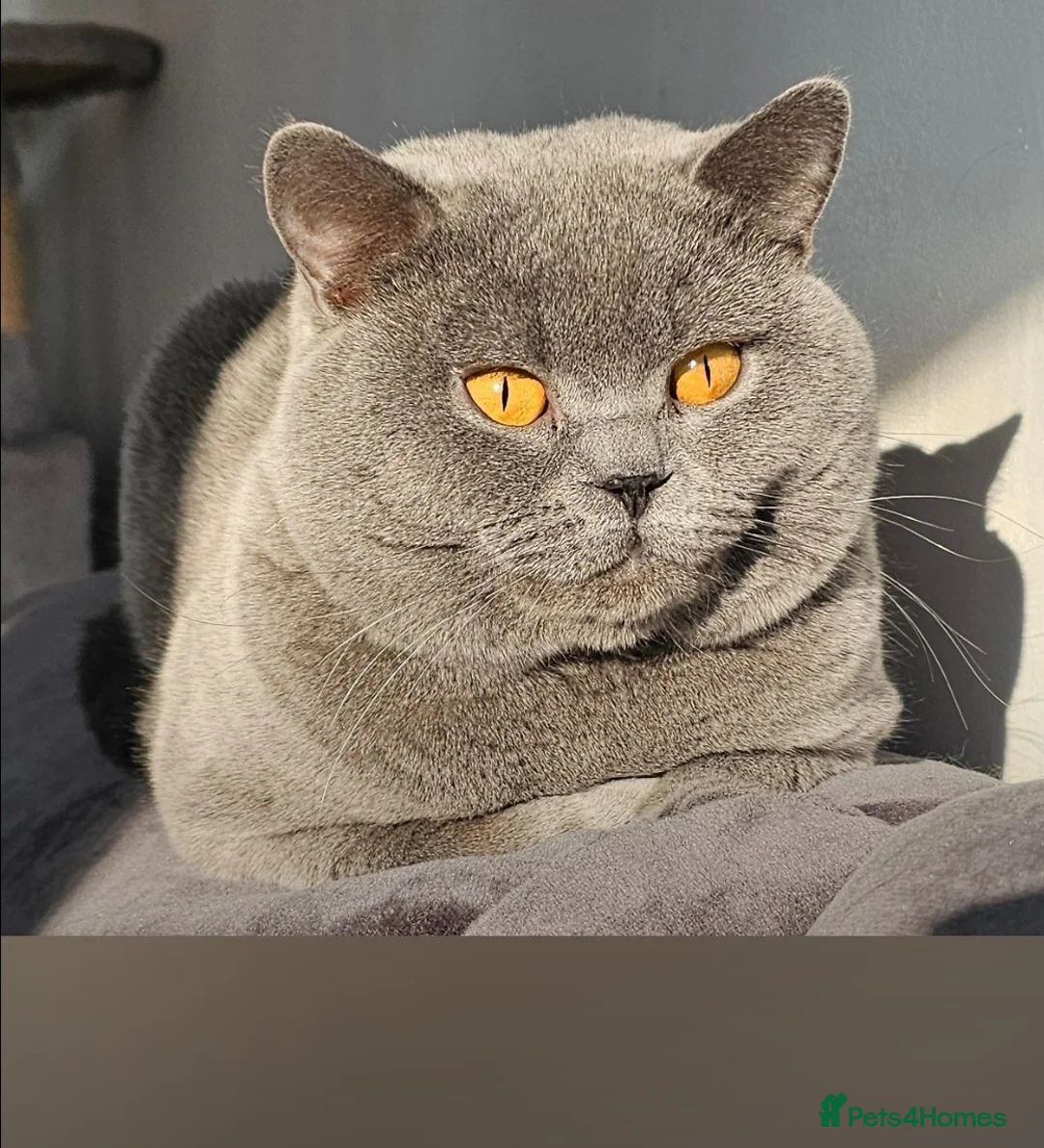 British Shorthair cats for stud: British short hair Bud the stud in London - Advert 6