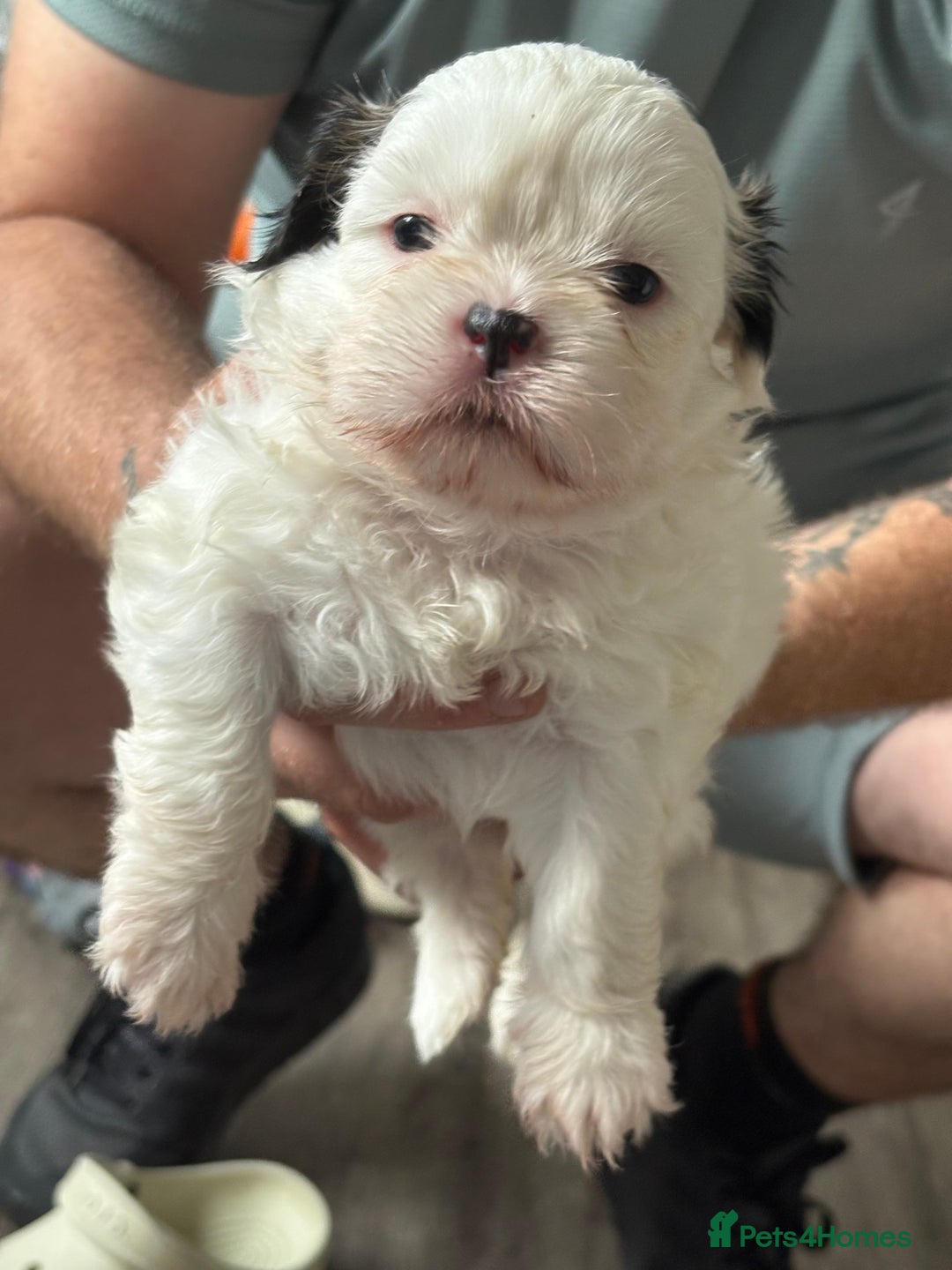Shih Tzu dogs for sale: 4 Shih tzu girls  - Image 14