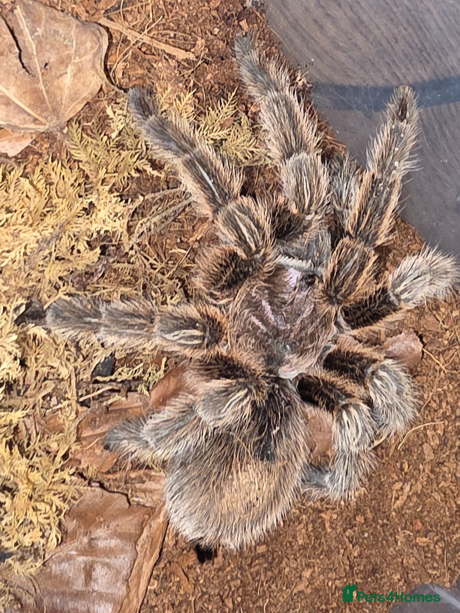 Tarantulas invertebrates AF G Rosea - Advert 12