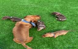 Miniature Dachshund dogs for sale: Miniature dash - Image 2