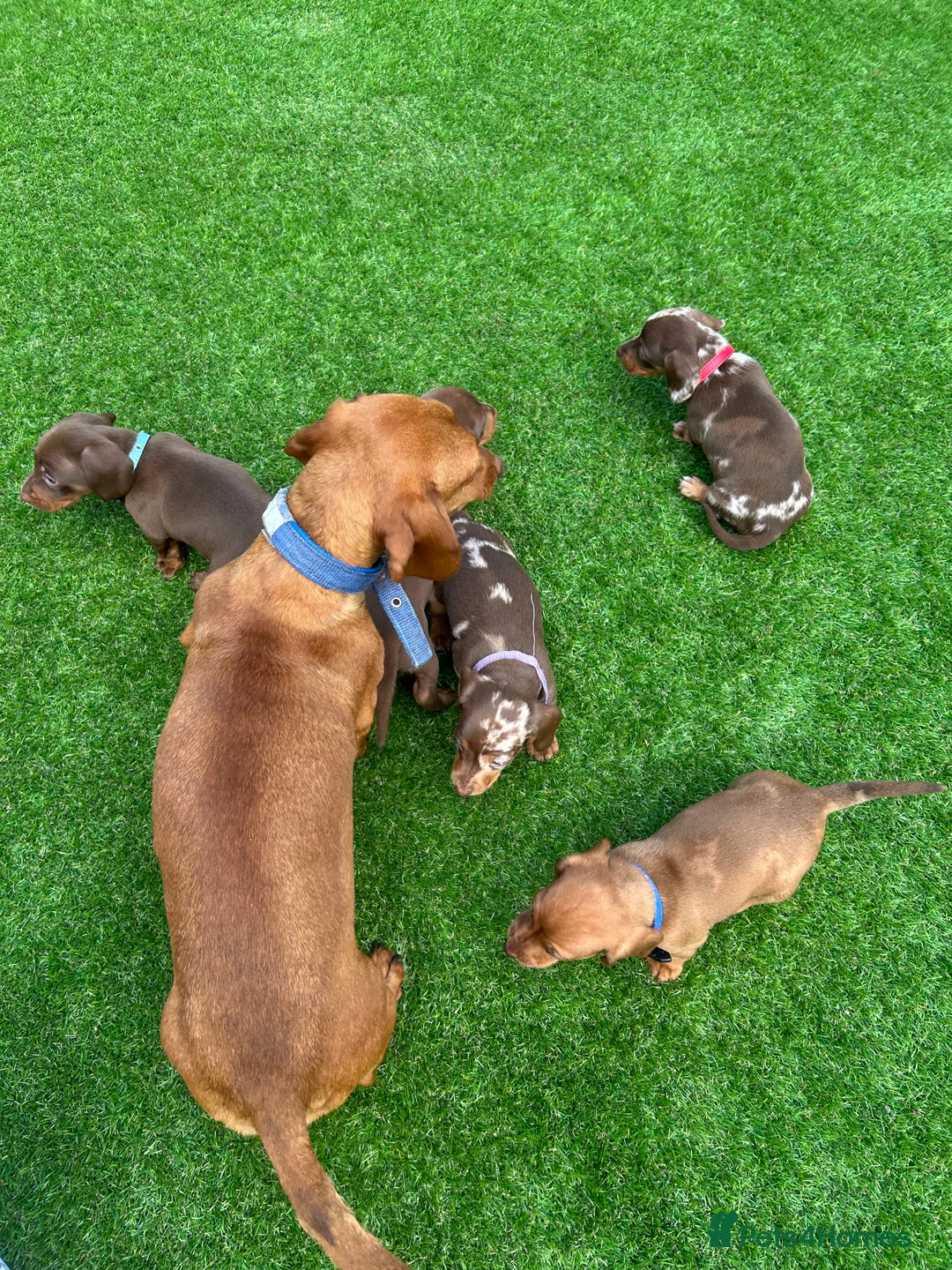 Miniature Dachshund dogs for sale: Miniature dash - Image 2