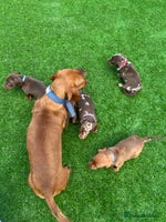 Miniature Dachshund dogs - Advert 16