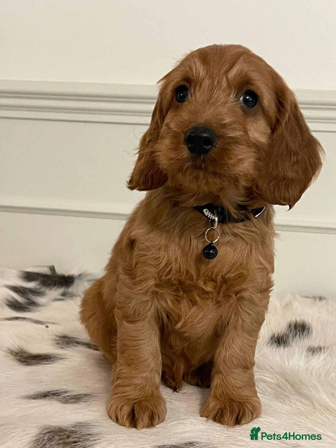 Cockapoo dogs for sale: Adorable F1 Cockapoo Puppies  - Image 3