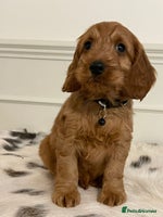 Cockapoo dogs - Advert 5