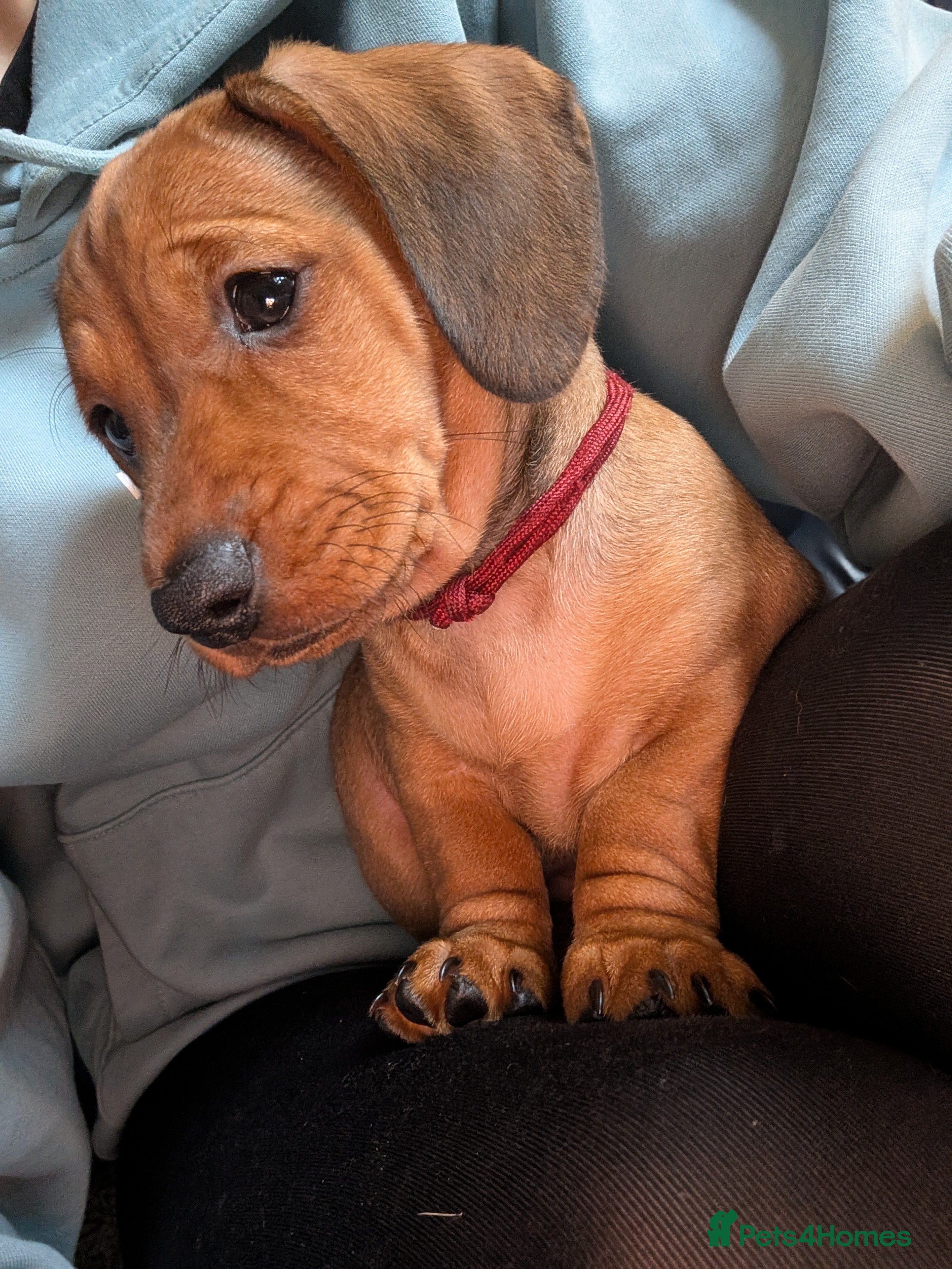 Mixed Breed dogs 3/4 Dachshund cross 1/4pug puppies - Advert 18