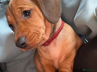 Mixed Breed dogs 3/4 Dachshund cross 1/4pug puppies - Advert 18