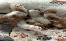 British Shorthair cats for sale: Chunky Red and White British Shorthair TICA - Image 11