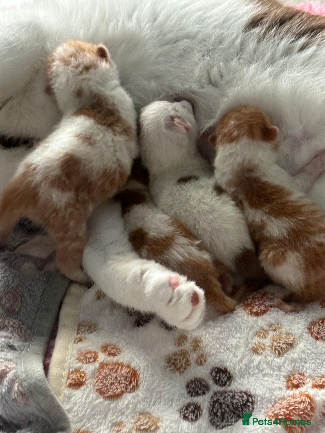 British Shorthair cats for sale: Chunky Red and White British Shorthair TICA - Image 11