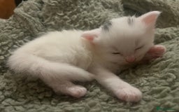 Mixed Breed cats for sale: 4 Adorable kittens - Image 5