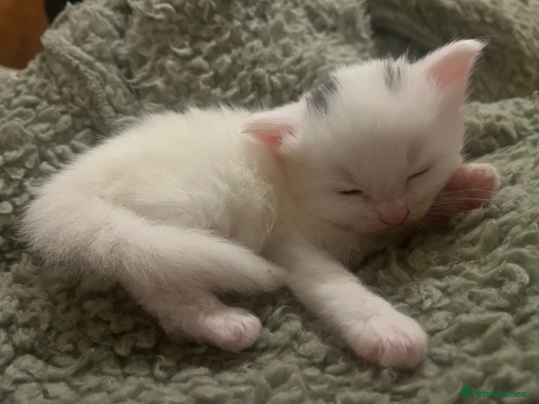 Mixed Breed cats for sale: 4 Adorable kittens - Image 5