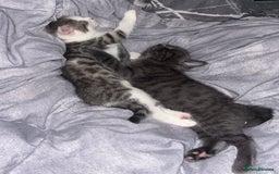 Mixed Breed cats for sale: mixed breed male cat - Image 8