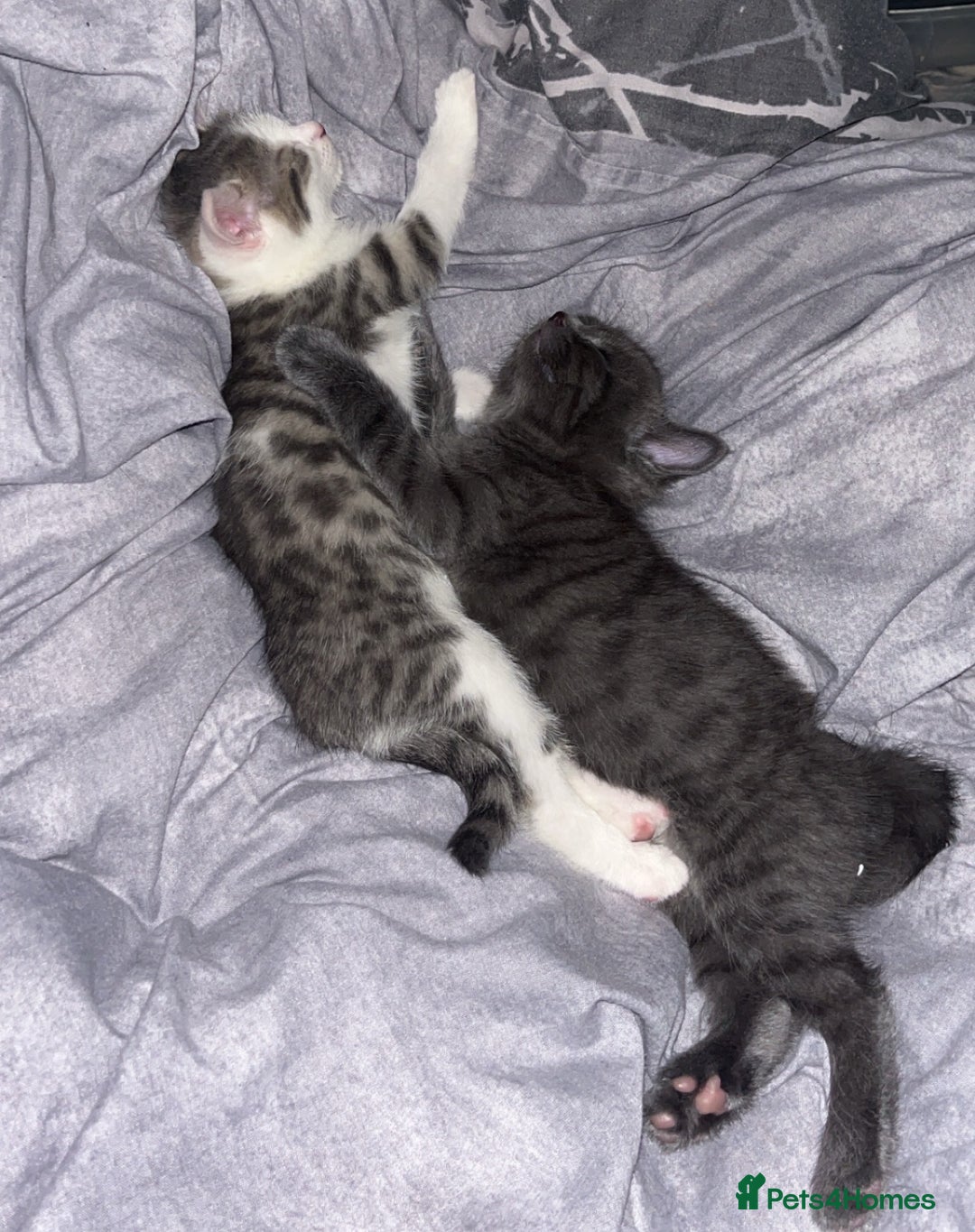 Mixed Breed cats for sale: mixed breed male cat - Image 8