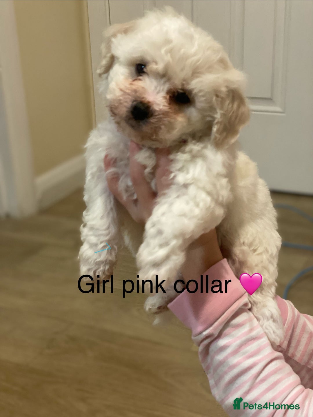 Bichon Frise dogs for sale: Beautiful Bichon frise puppies - Advert 8